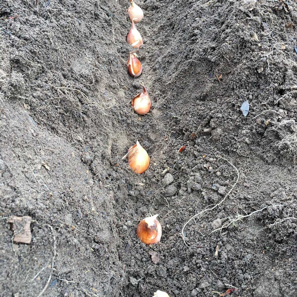 Посадка тюльпанов осенью: когда и как посадить луковицы