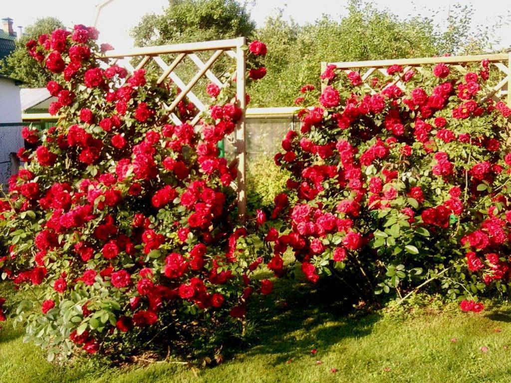 Выращивание парковых роз: советы опытных цветоводов