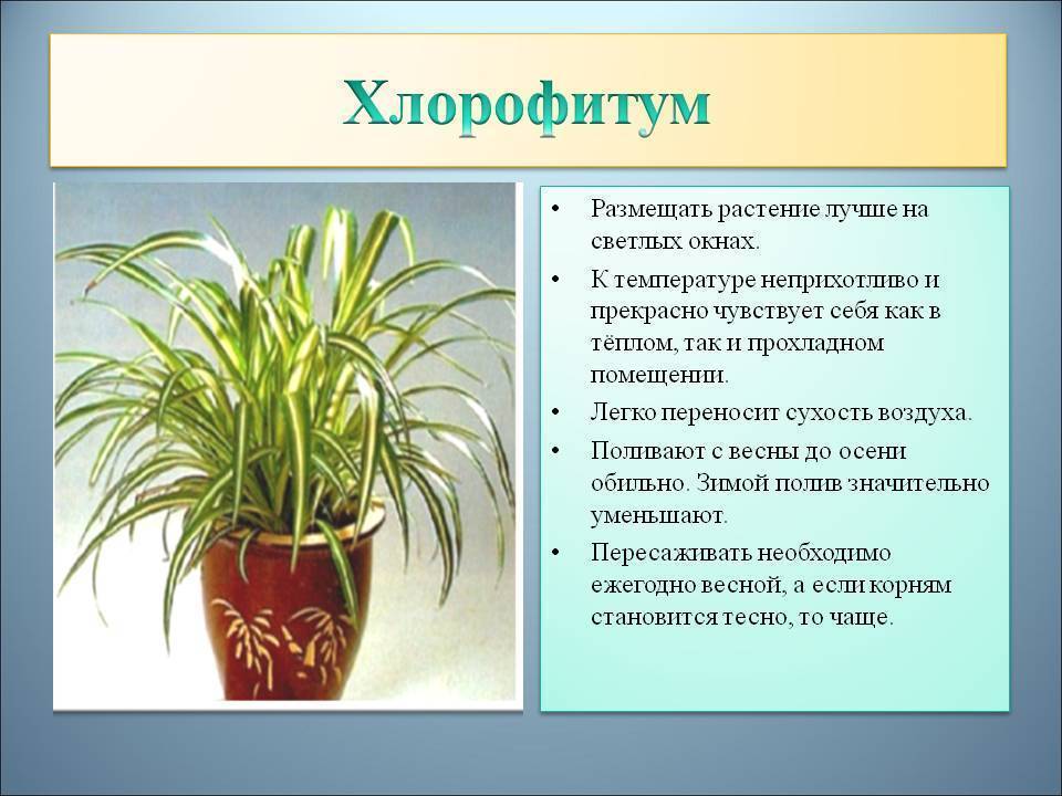 Как пересадить хлорофитум в домашних условиях? удобрения и грунт для хлорофитума - handskill.ru