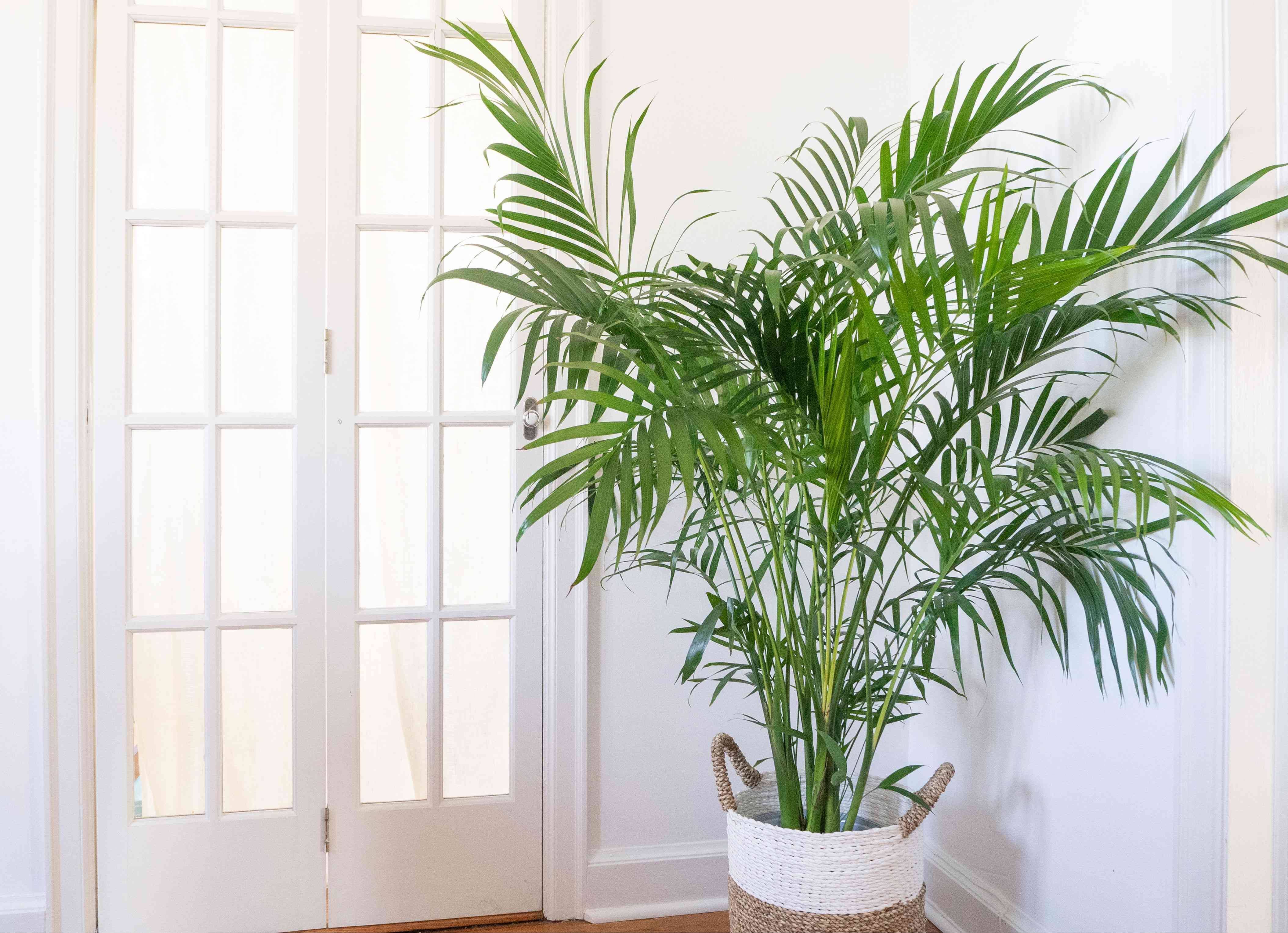 Ховея: фото пальмы, уход в домашних условиях