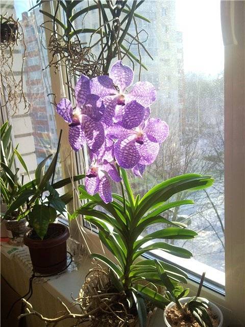 Орхидея ванда уход в домашних условиях, способы выращивания, пересадка и размножение ванды, виды и гибриды фото и описание