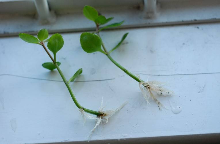Как размножить каланхоэ в домашних условиях листом, отпрысками, семенами, почками, детками, как укоренить черенки, как развести цветущий?