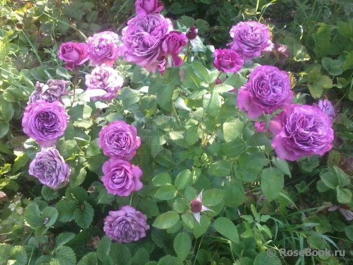 Можно розу сажать осенью клод брассер. роза клод брассер: особенности, посадка, уход и отзывы. общее описание: кусты, цветки и листья