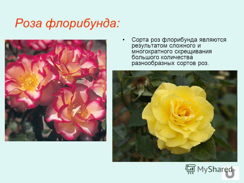Абракадабра роза: описание сорта, посадка и уход за цветком