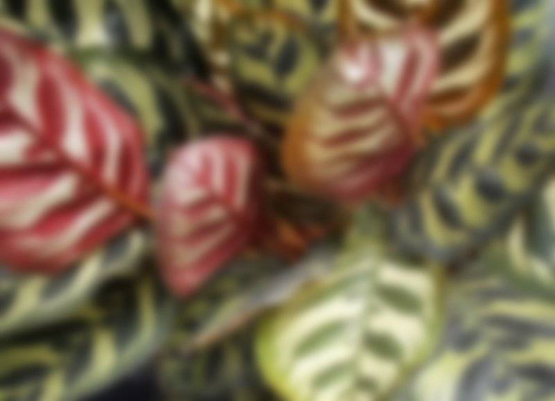 Экзотическая красавица калатея: 18 видов с фото