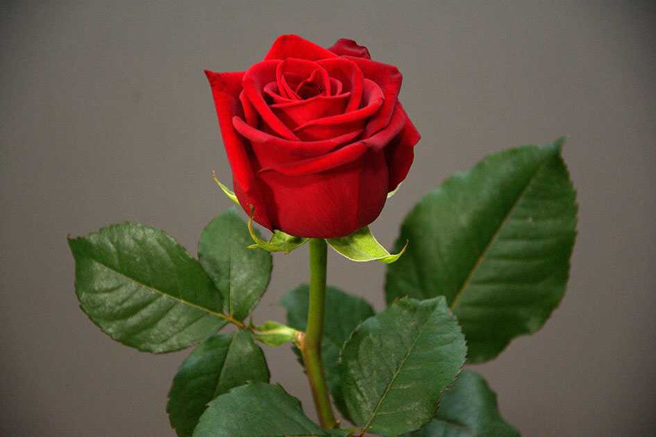 Роза ред наоми, как выглядит сорт, какими характеристиками обладает, как вырастить