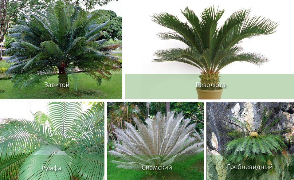 Цикас ( саговник) - пересадка и размножение пальмы в домашних условиях (120 фото)
