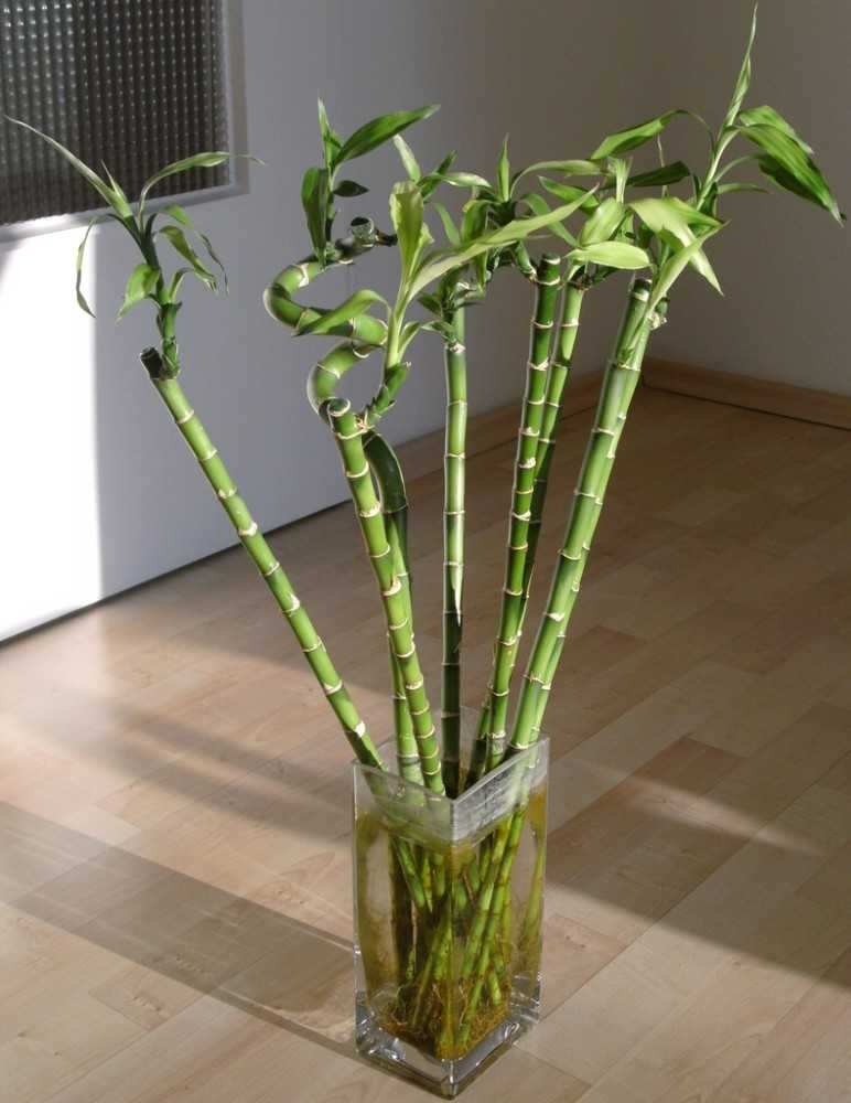 Бамбук счастья: приметы и суеверия, можно ли держать комнатное растение дома?