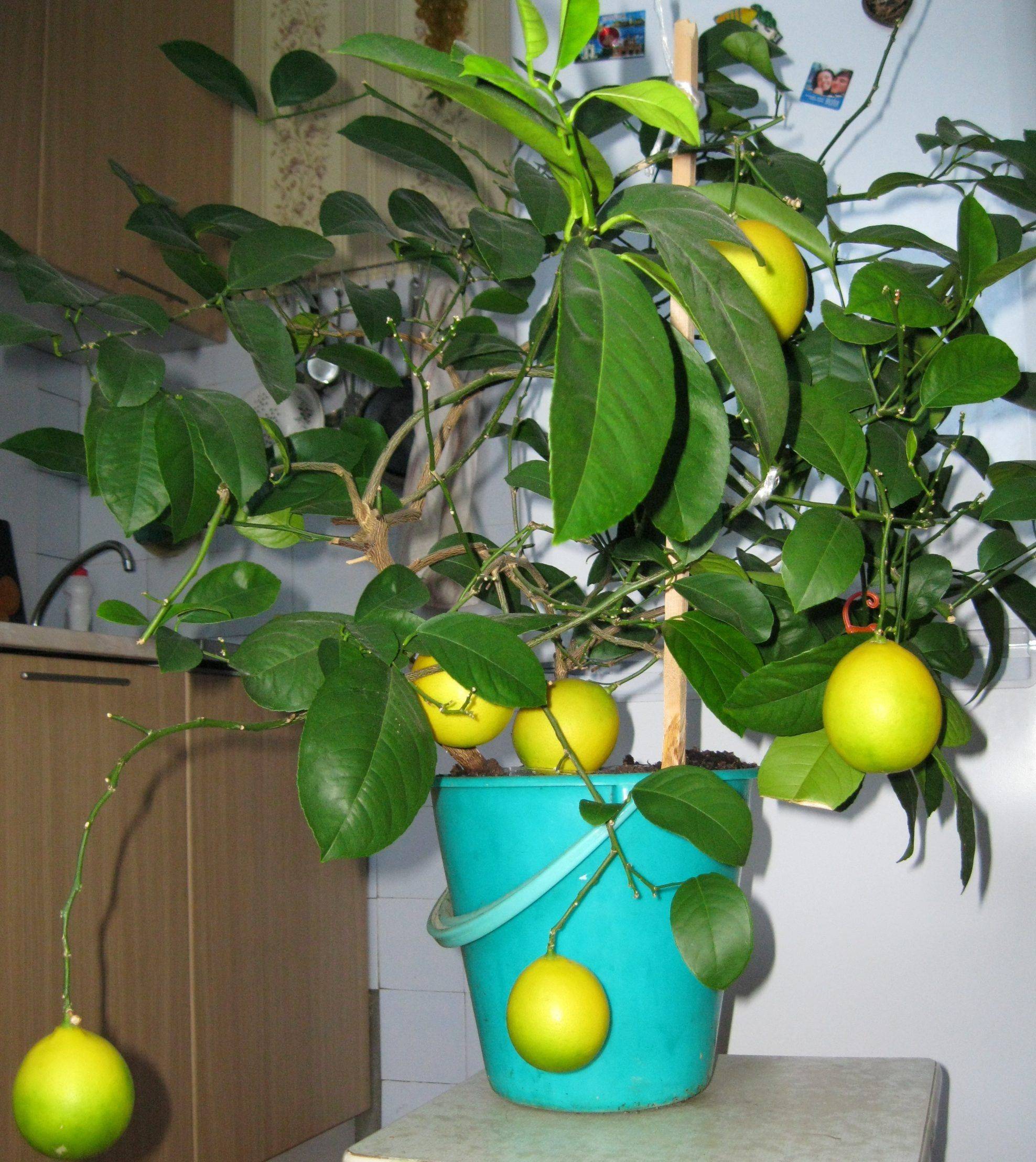 Комнатный лимон: выращивание и уход