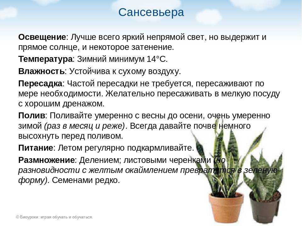 Сансевиерия цилиндрическая — самое простое в уходе комнатное растение. выращивание в домашних условиях. фото — ботаничка