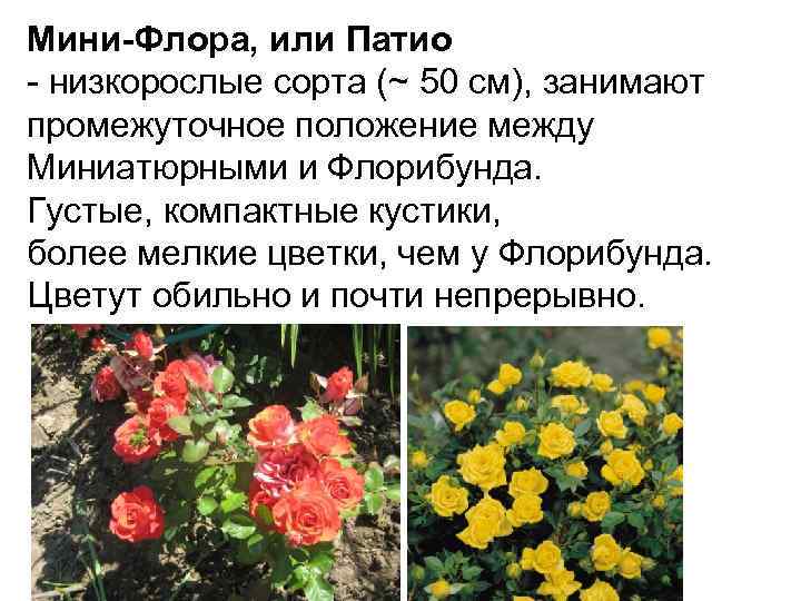 Роза флорибунда: выращивание и сорта