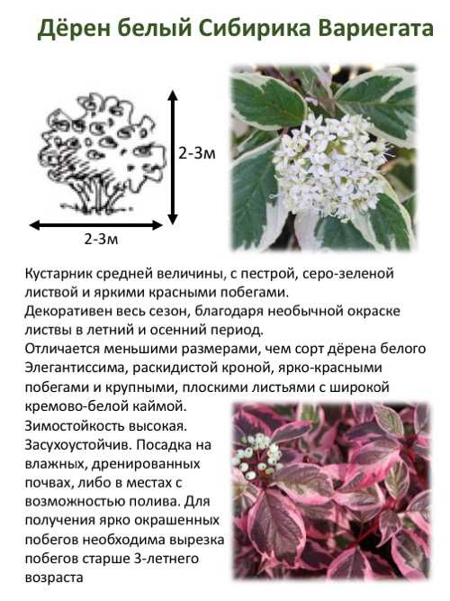 Дерен пестролистный: посадка и уход, выращивание, размножение - sadovnikam.ru