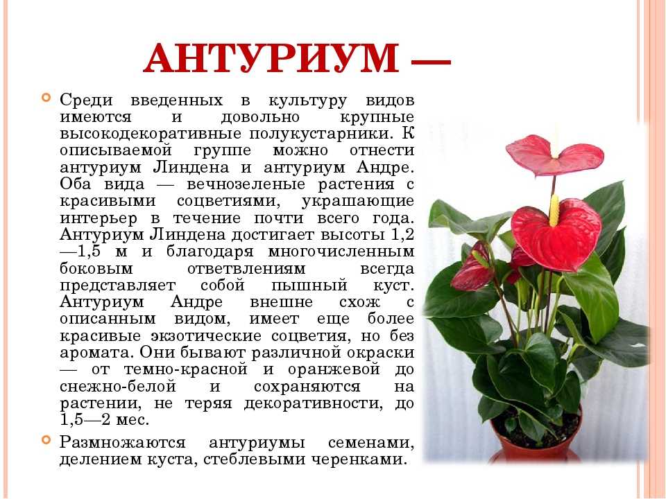 Цветок антуриум или мужское счастье, уход в домашних условиях, фото, болезни