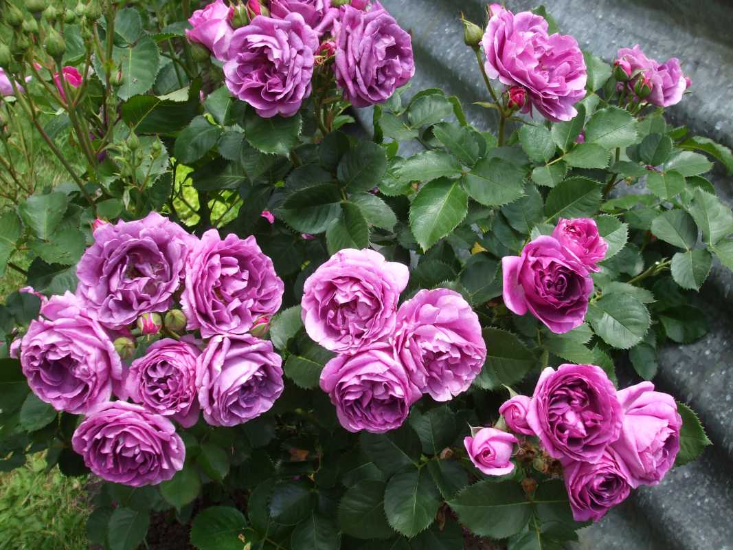 Миниатюрные розы — маленькое сокровище. уход, выращивание, размножение. болезни и вредители. сорта. фото — ботаничка