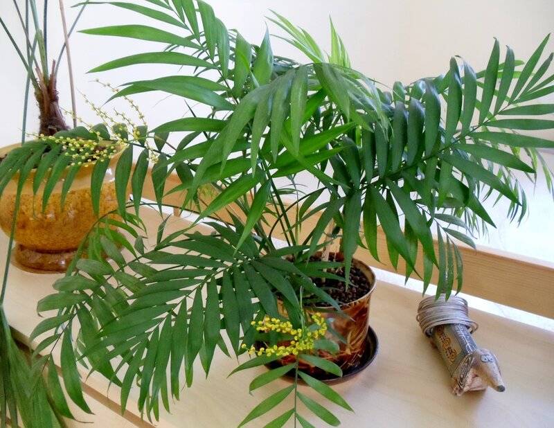 Хамедорея - уход за бамбуковой пальмой в домашних условиях - комнатные и садовые растения, уход за ними sad-doma.net