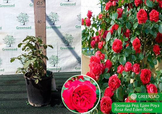 Роза ред эден розе: фото, описание и отзывы