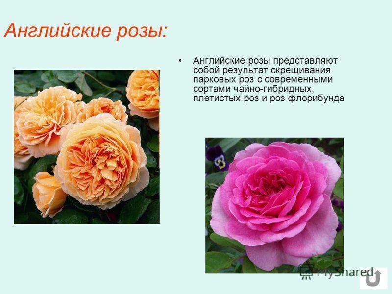Роза абракадабра: фото, описание, сочетание плетистых сортов с другими растениями в саду, видео, отзывы