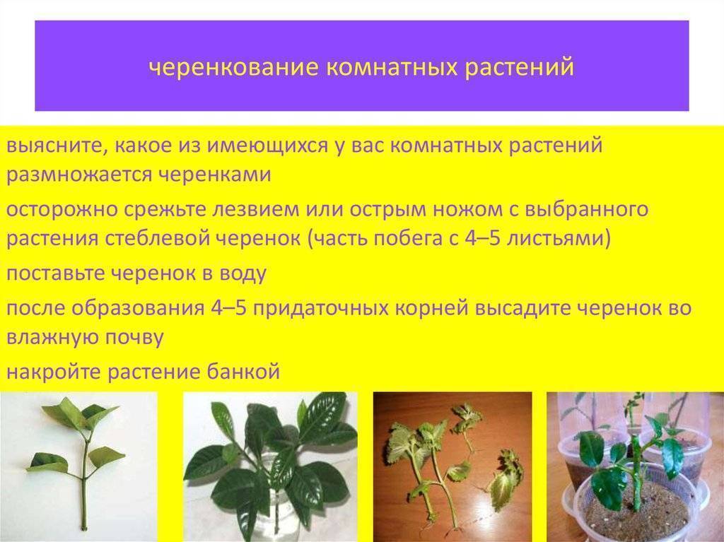 Спатифиллум — белый парус. уход в домашних условиях. выращивание, размножение. виды. фото — ботаничка