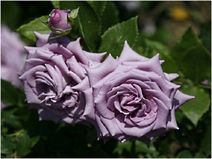 Сорта плетистых роз с фото, названием и описанием