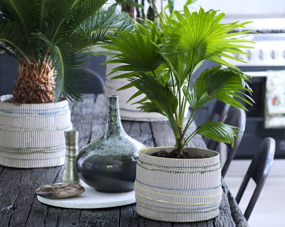 Ливистона: уход за пальмой в домашних условиях