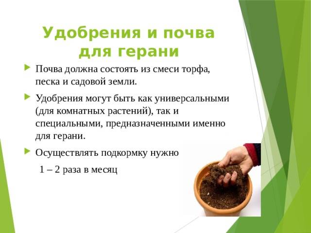 Как пересадить герань в домашних условиях: пошаговое описание и фото - sadovnikam.ru