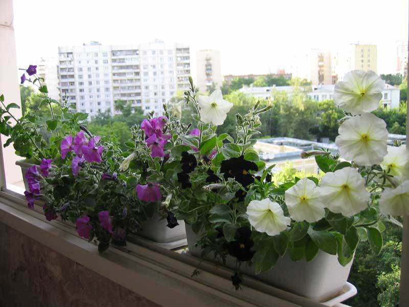 Петуния балконная: выращивание и уход за ней на балконе
