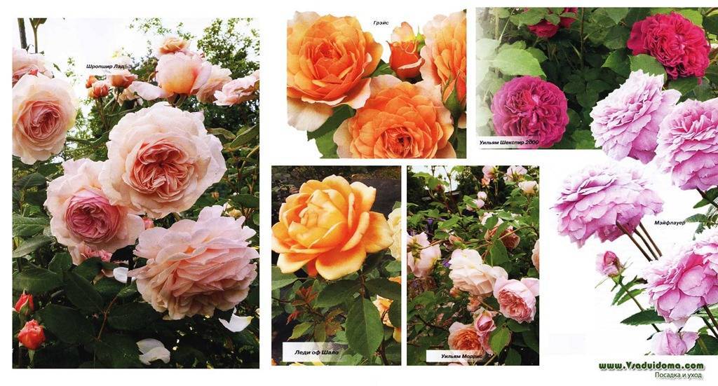 Роза джульетта — описание, особенности выращивания и ухода