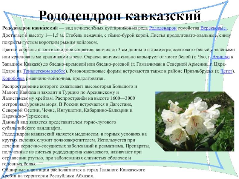 Рододендрон кавказский: полезные, лечебные свойства, вред и противопоказания, применение в народной медицине