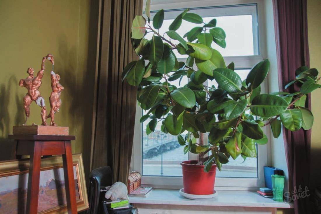 Фикус эластика — классика среди крупных комнатных растений