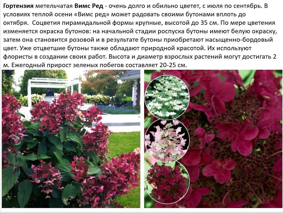 Гортензия Вимс Ред — описание метельчатой садовой гортензии