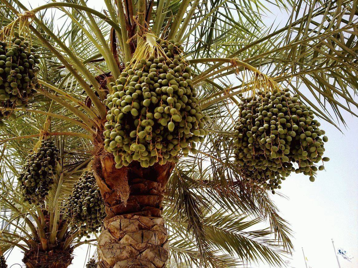 Финиковая пальма: описание, уход, выращивание (50 фото) +отзывы