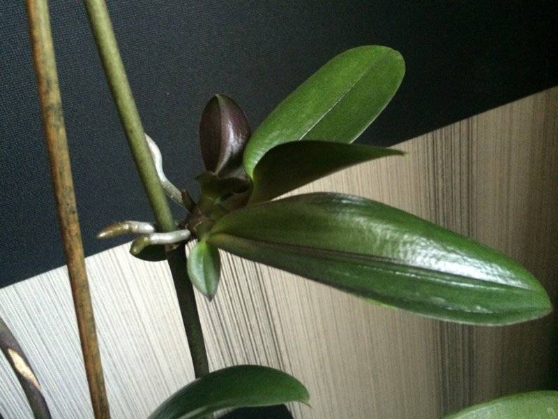 Новая орхидея из корня: секреты размножения цветка воздушными и обычными корешками