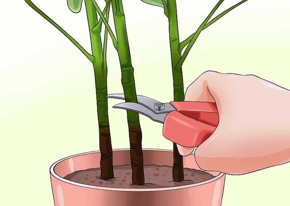 Обрезка растений – как обрезать цветы правильно, правила обрезки