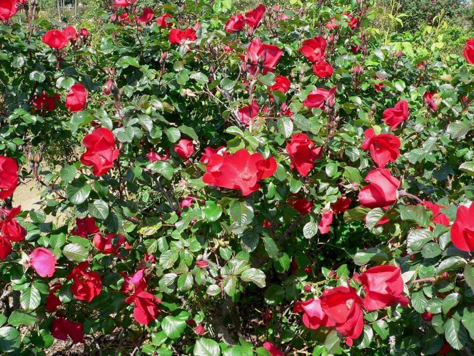 Кустовые розы: как вырастить, посадка и уход, размножение и обрезка, фото