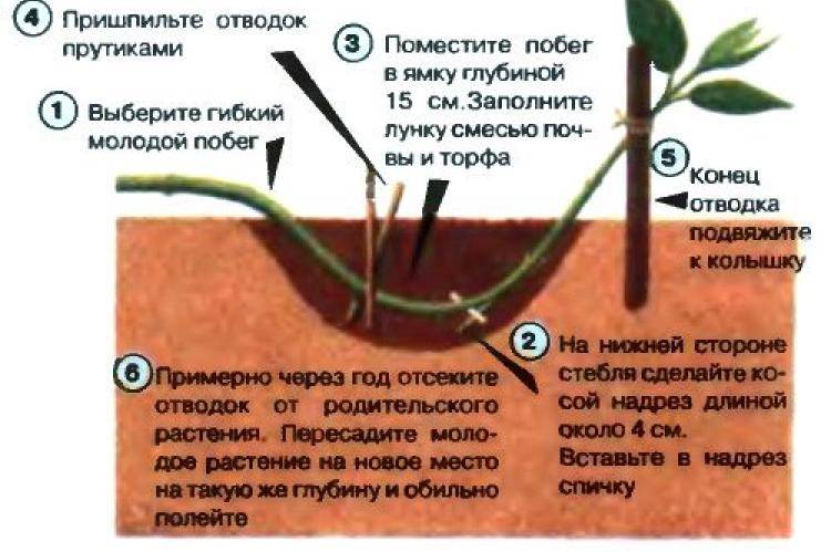 Как размножить барбарис — черенкование, деление