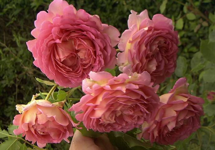 Роза джубили селебрейшн (jubilee celebration) — выращивание остинки