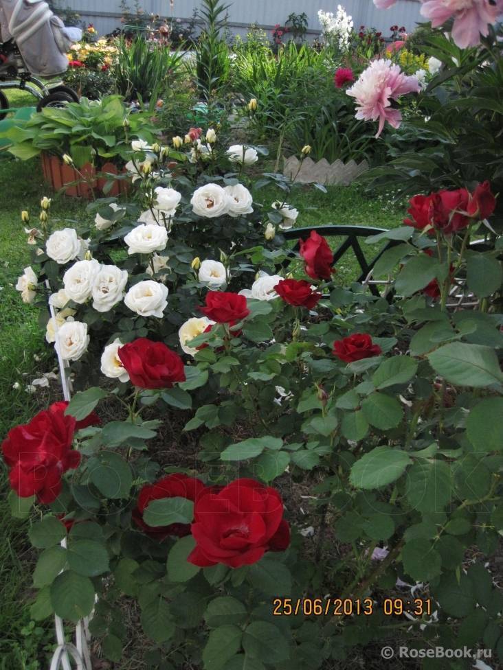 Канадская роза, посадка и уход в открытом грунте. канадская роза - описание, посадка, уход и фото