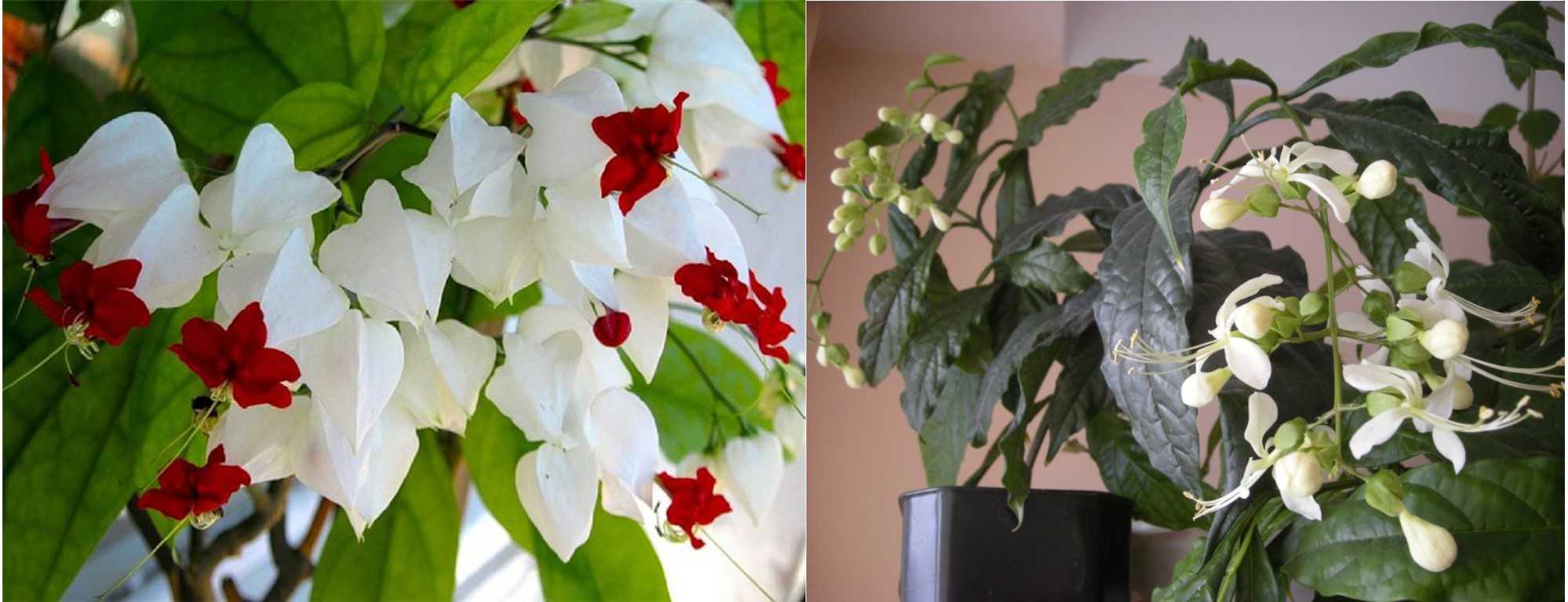 Клеродендрум: уход в домашних условиях за цветком, фото и видео