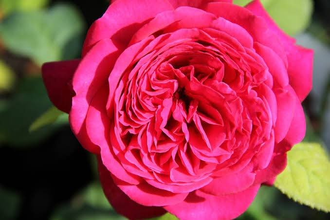 Роза гете (johann wolfgang von goethe) - характеристики и описание сорта с фото, отзывы садоводов