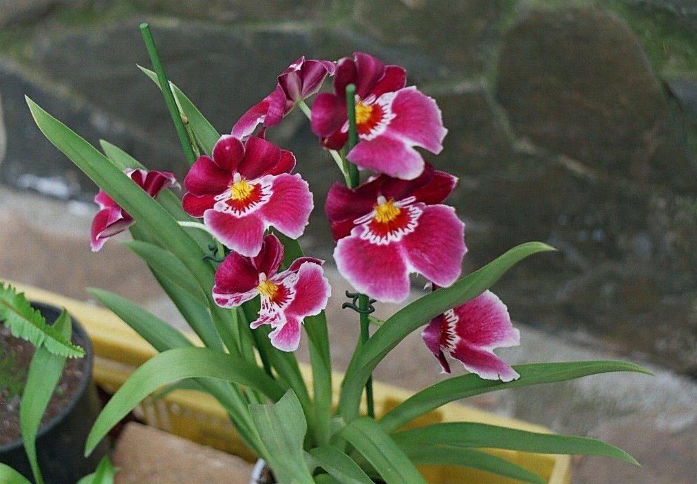 Орхидея мильтония: уход в домашних условиях, фото видов, таблицы
