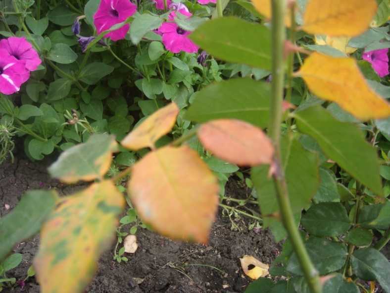 Почему желтеют и опадают листья у розы в июне, что делать и чем подкормить