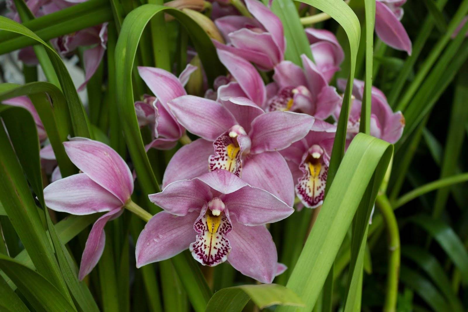 Уход за орхидеей цимбидиум в домашних условиях: как поливать, что делать, если не цветет, как пересадить и размножить растение, а также болезни и вредители