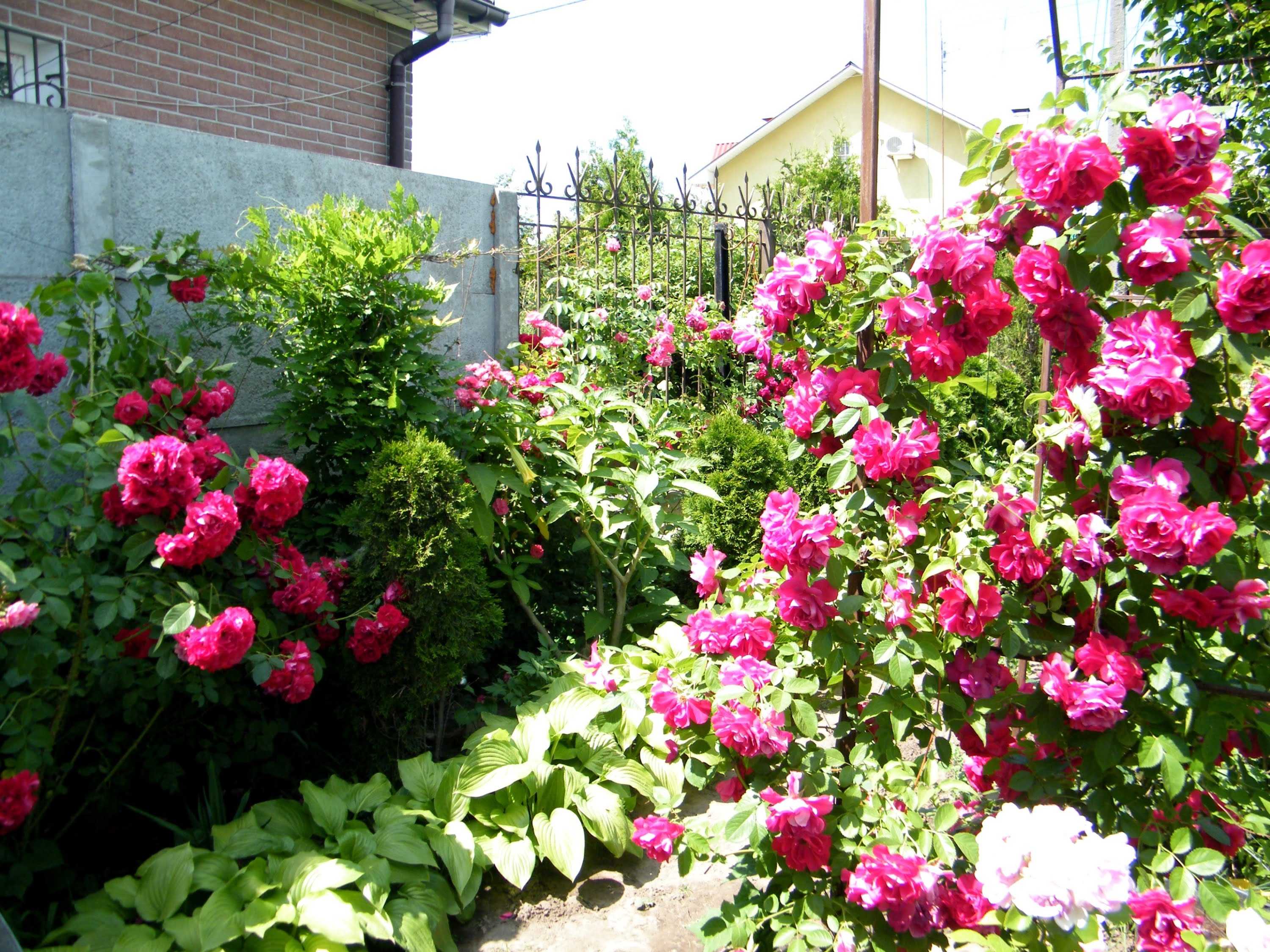 Розы плетистые: сорта постоянного цветения, почему не распустились бутоны летом у кустов, раскрывающихся ранее непрерывно весь сезон?
