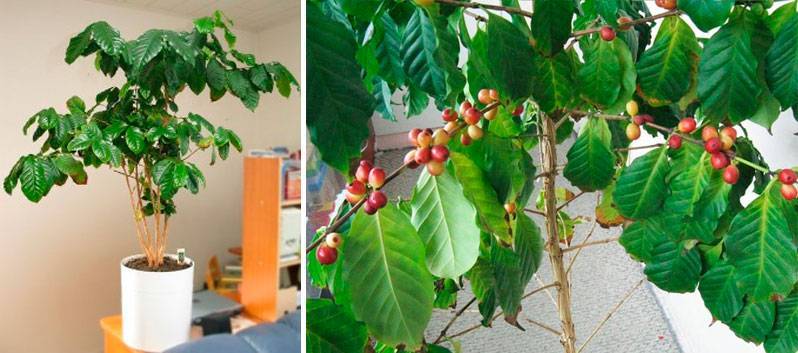 Кофейное дерево: посадка, уход и пересадка в домашних условиях, возможные болезни и вредители (+фото)
