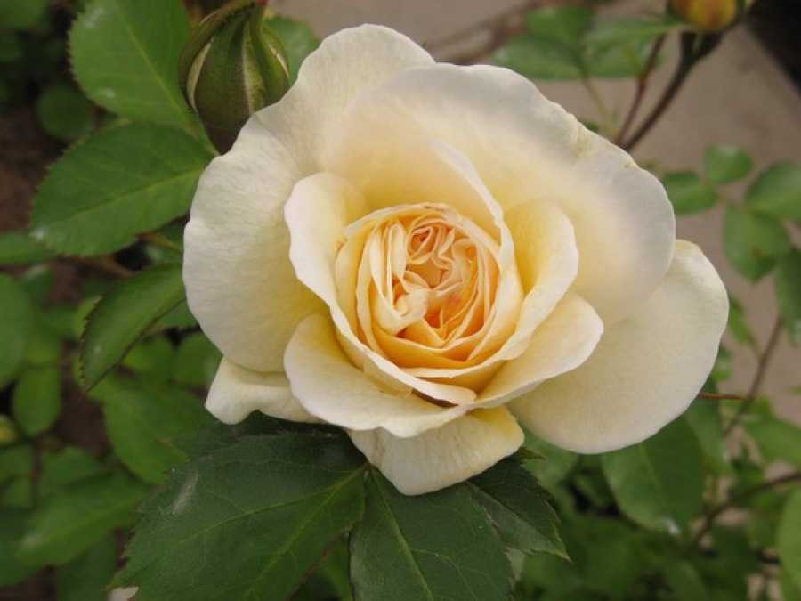 Канадские розы: парковые, лучшие сорта, посадка и уход