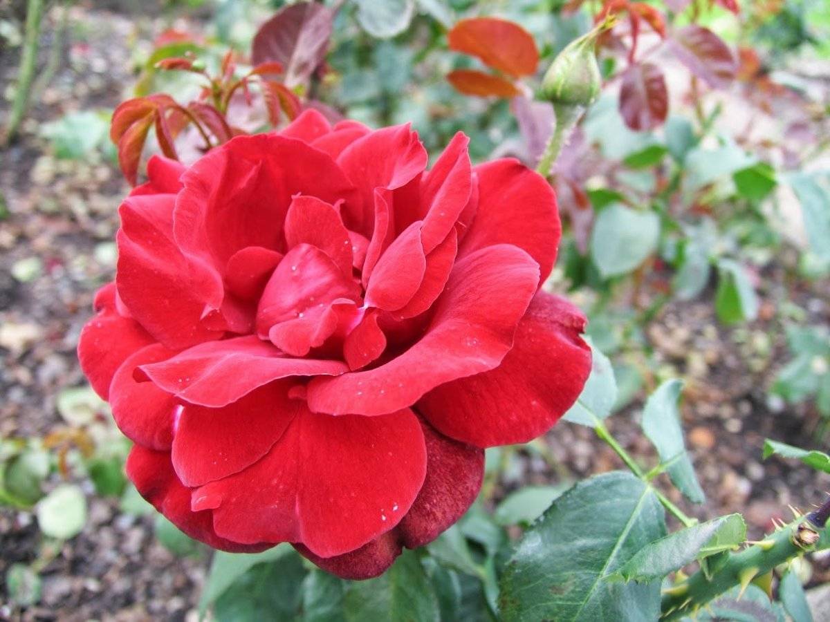 Роза гранд гала розова описание отзывы. роза чайно-гибридная grand gala. условия для выращивания