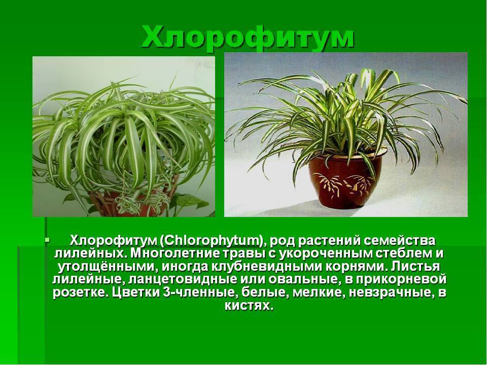Хлорофитум (65 фото) - виды, уход и выращивание