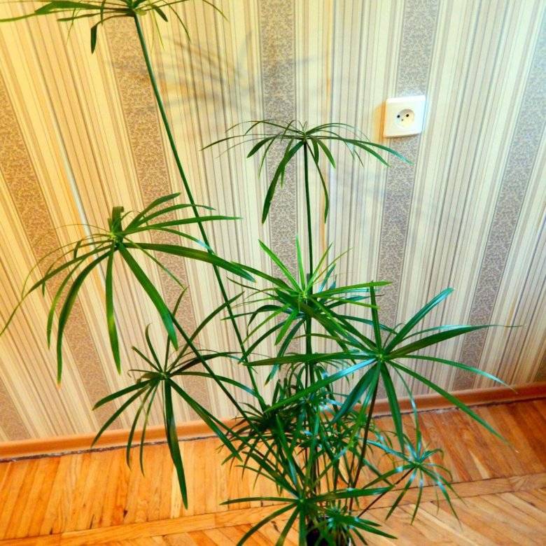 ᐉ список растений на букву ц: комнатные, садовые и огородные - roza-zanoza.ru