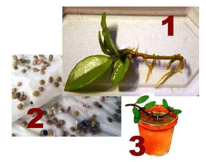 Размножение хойи в домашних условиях из семян, выращивание из листа, а также советы, как укоренить черенки и фото того, как выглядит посадочный материал