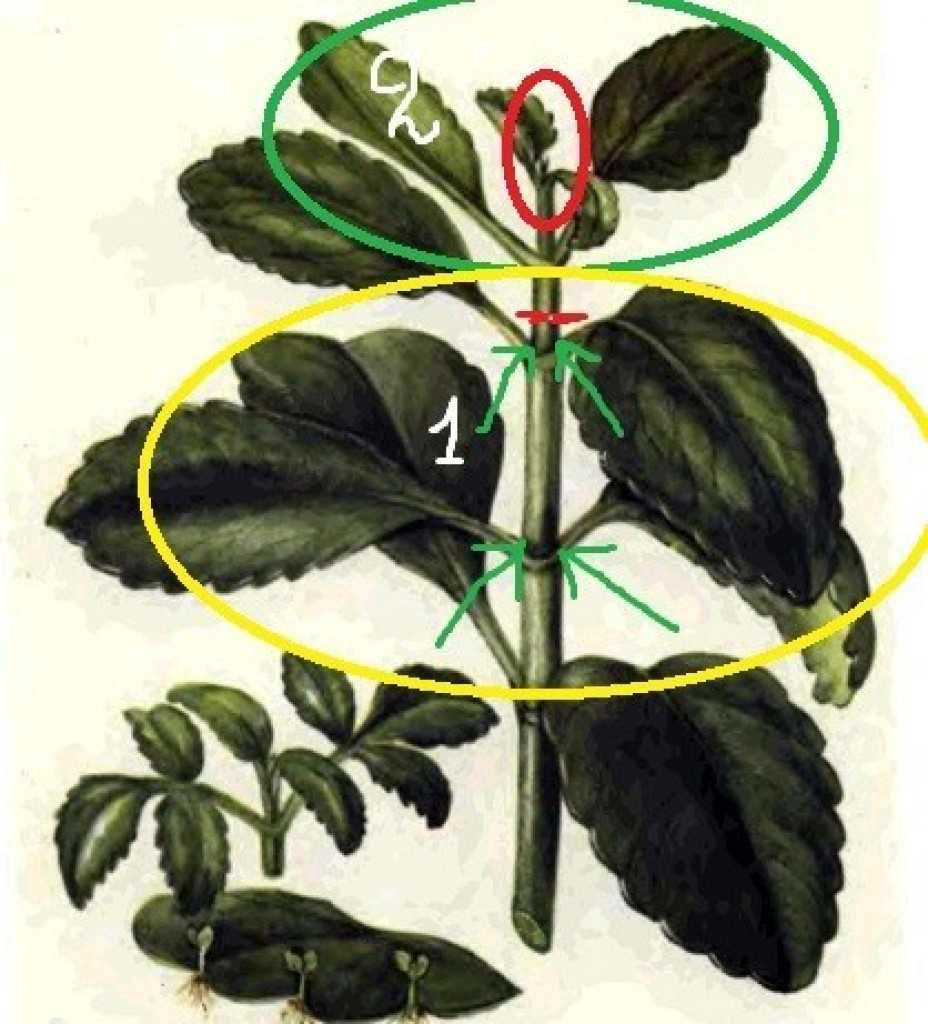 Обрезка каланхоэ: зачем нужна эта процедура, что дает, как и когда ее проводить, можно ли удалять листья, побеги или бутоны у цветущего растения, и дальнейший уход